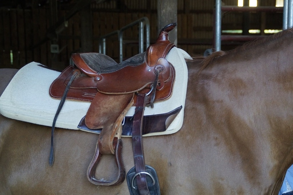 Bien-être des chevaux et récupération après l'exercice
