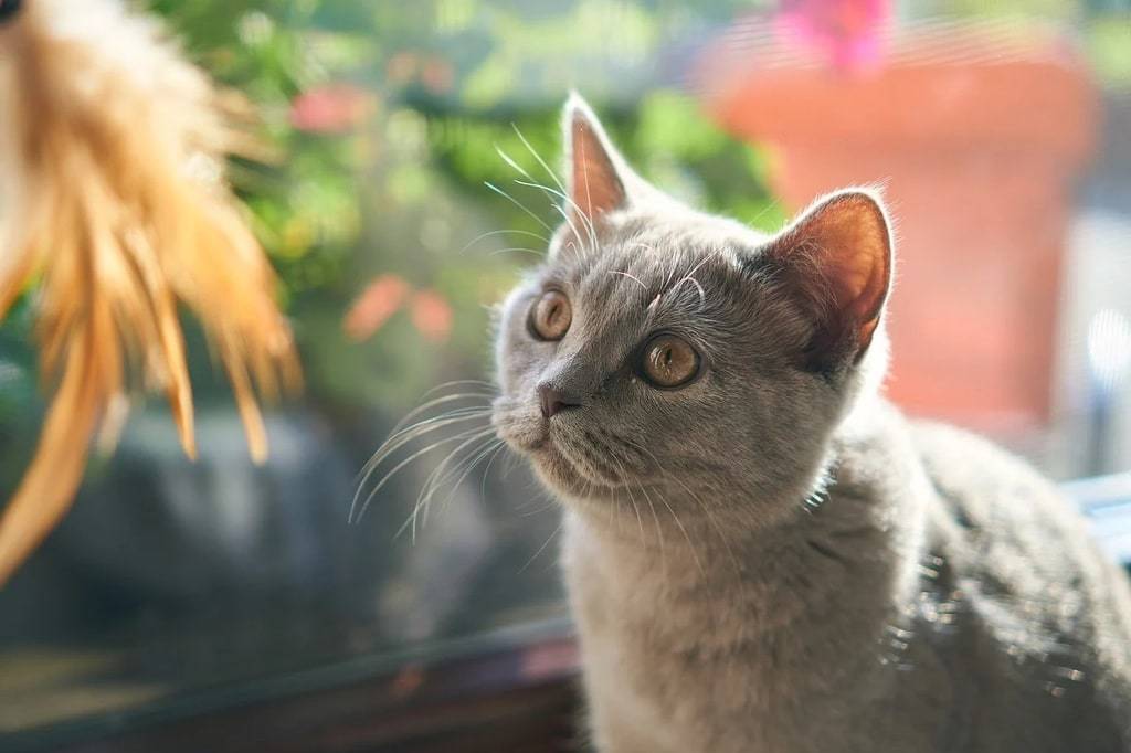 Comment aménager un espace intérieur idéal pour votre chat ?