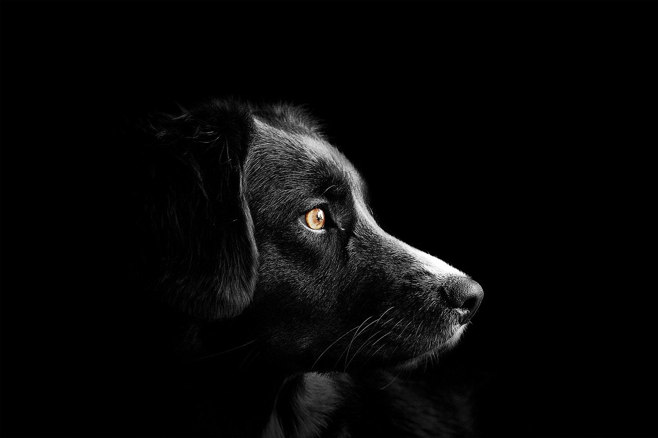 Comprendre les comportements anxieux chez votre chien