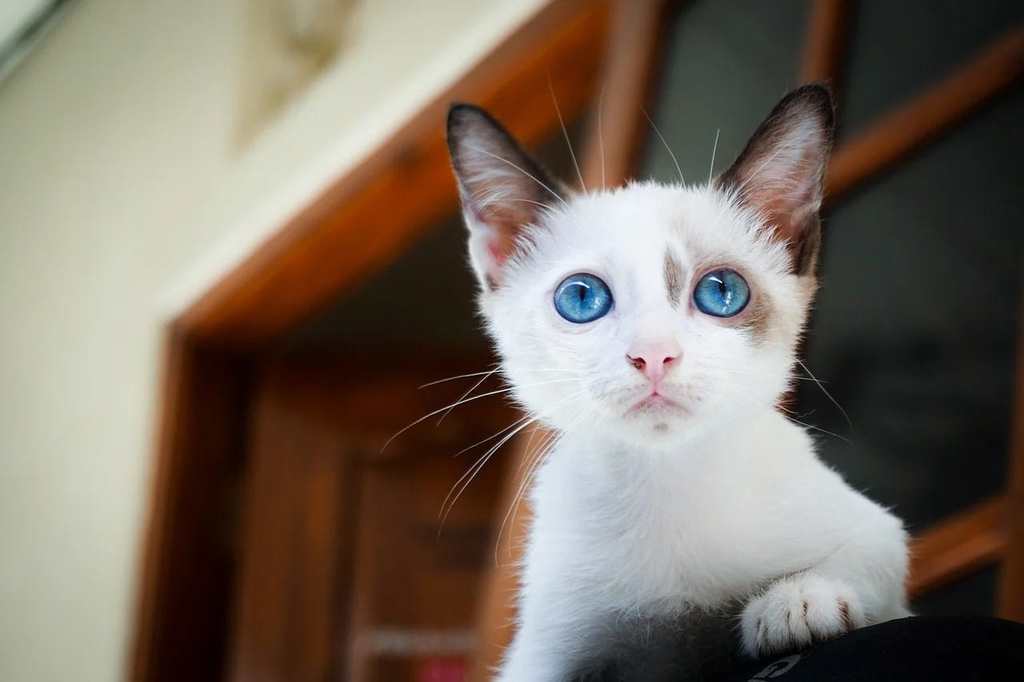 Les erreurs courantes à éviter dans l'alimentation du chat