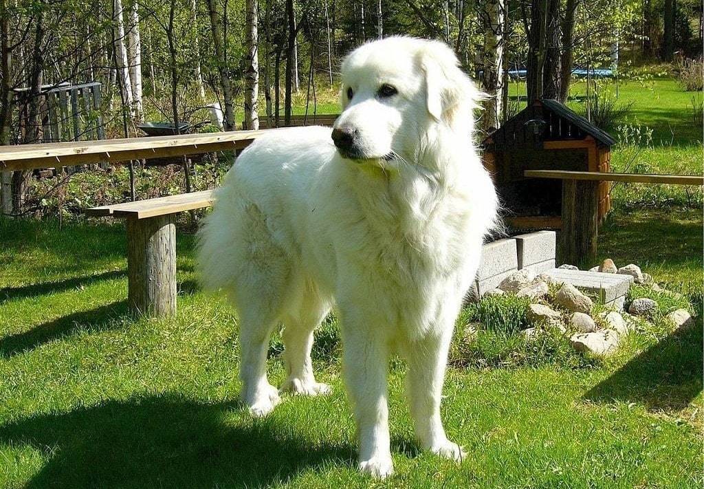 Les exercices quotidiens pour garder votre chien en forme