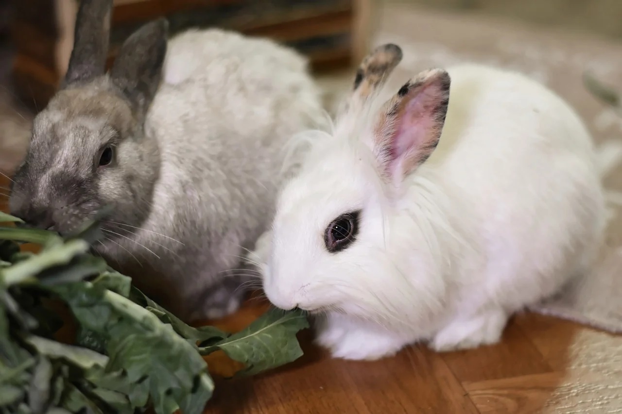 Les meilleurs conseils pour prendre soin de votre lapin
