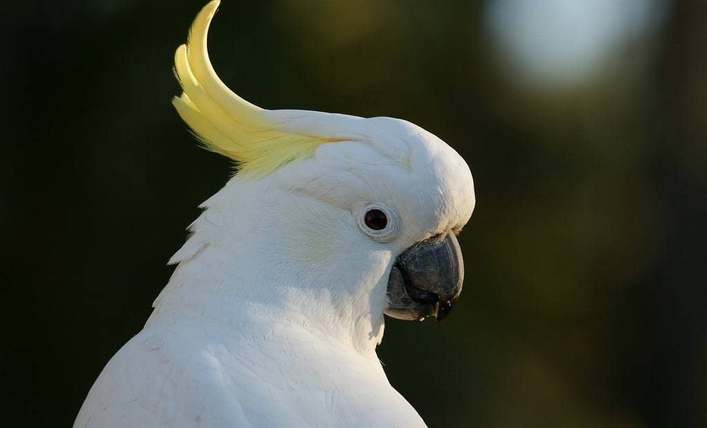 Les oiseaux exotiques : bien choisir leur cage et leur alimentation